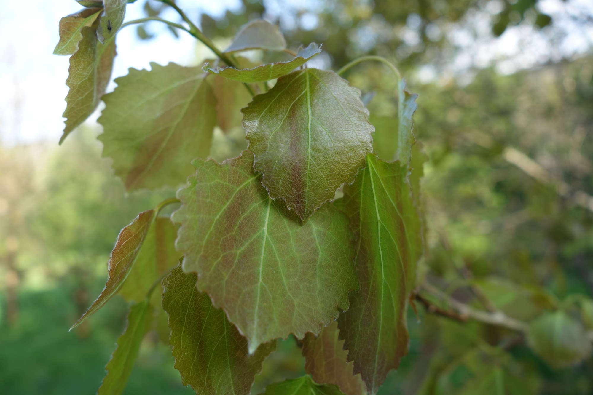 The trembling aspens of Strathdevon