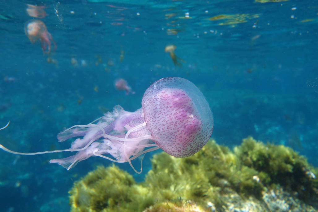 Why are there so many jellyfish in the Mediterranean this year?