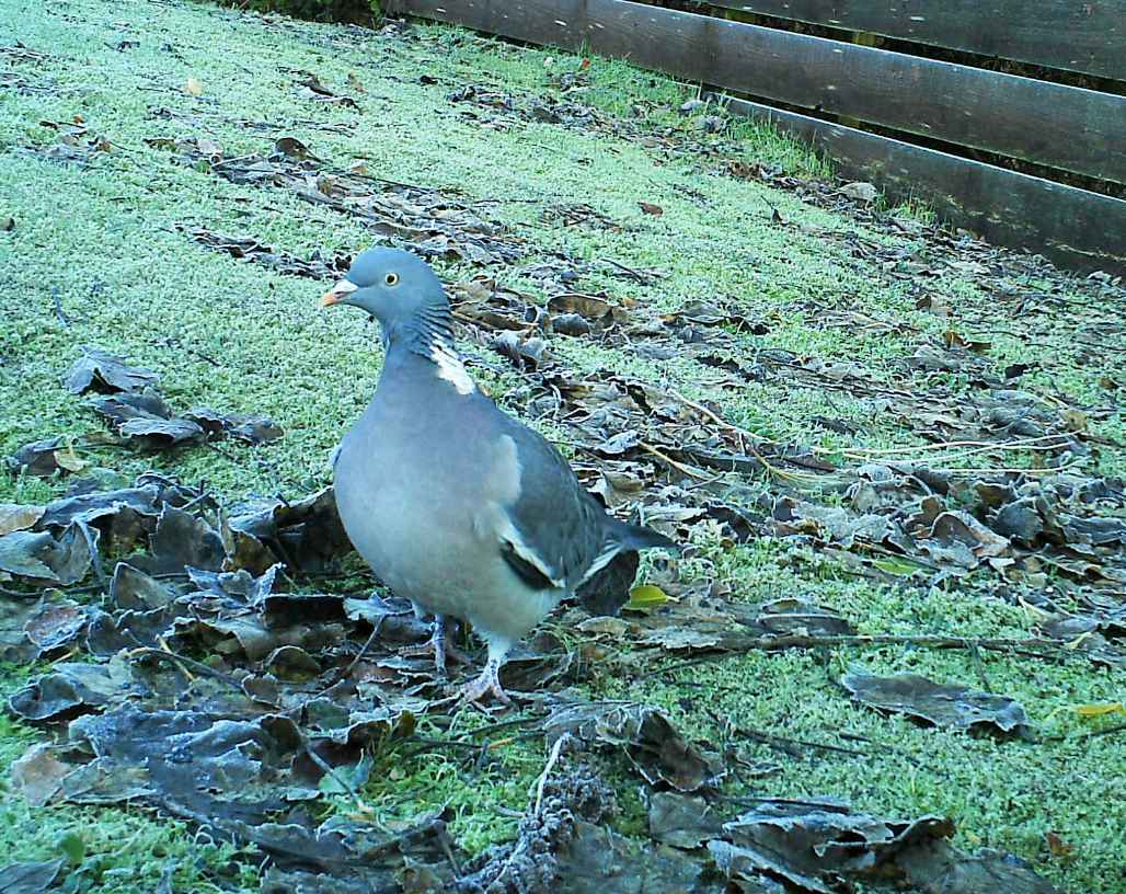 Why the humble woodpigeon is one of our most successful birds