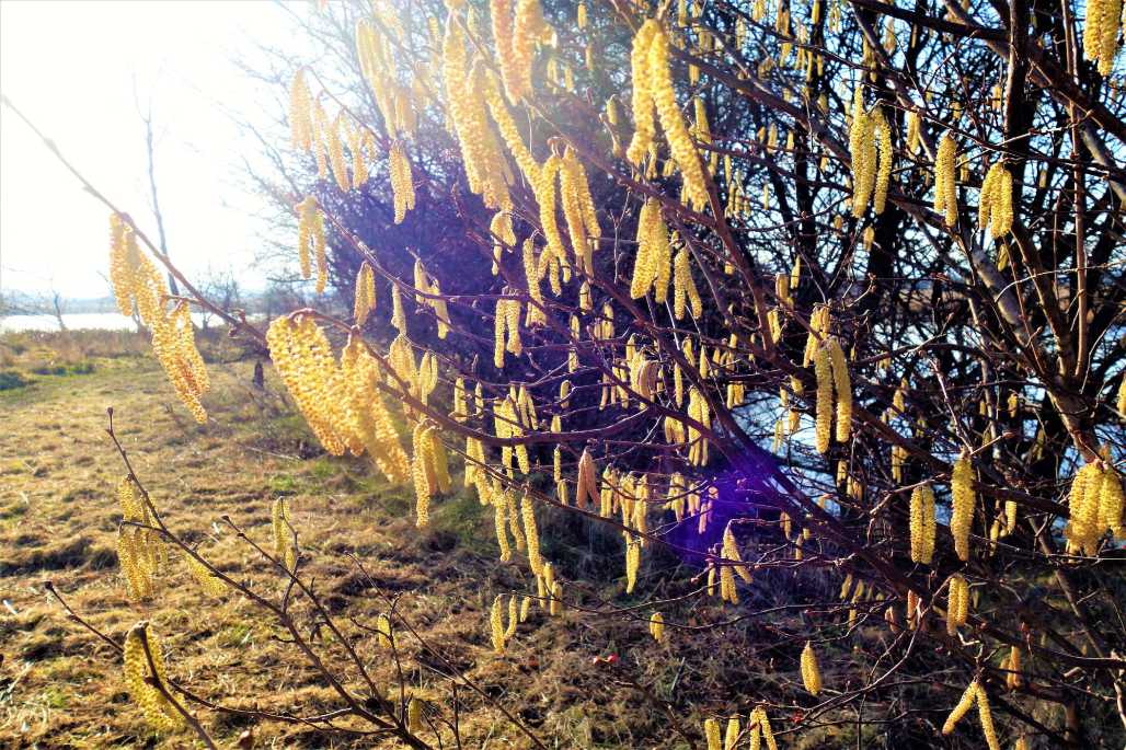 Lamb’s tails adorn our woodland edges