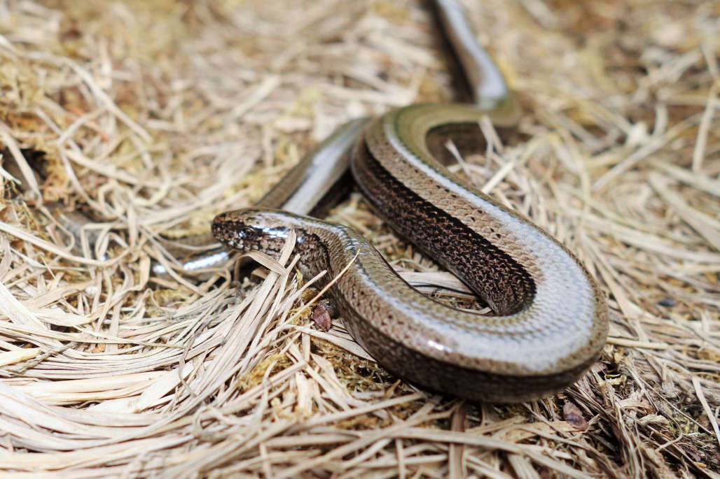 Slow worms can move pretty fast!