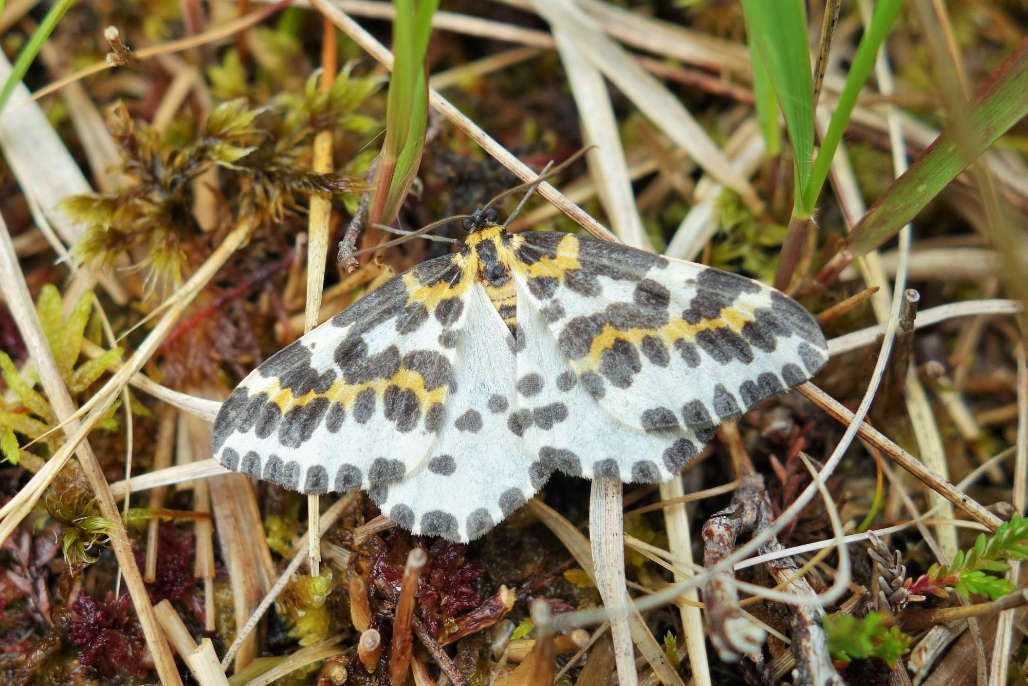 A real dazzler of a moth