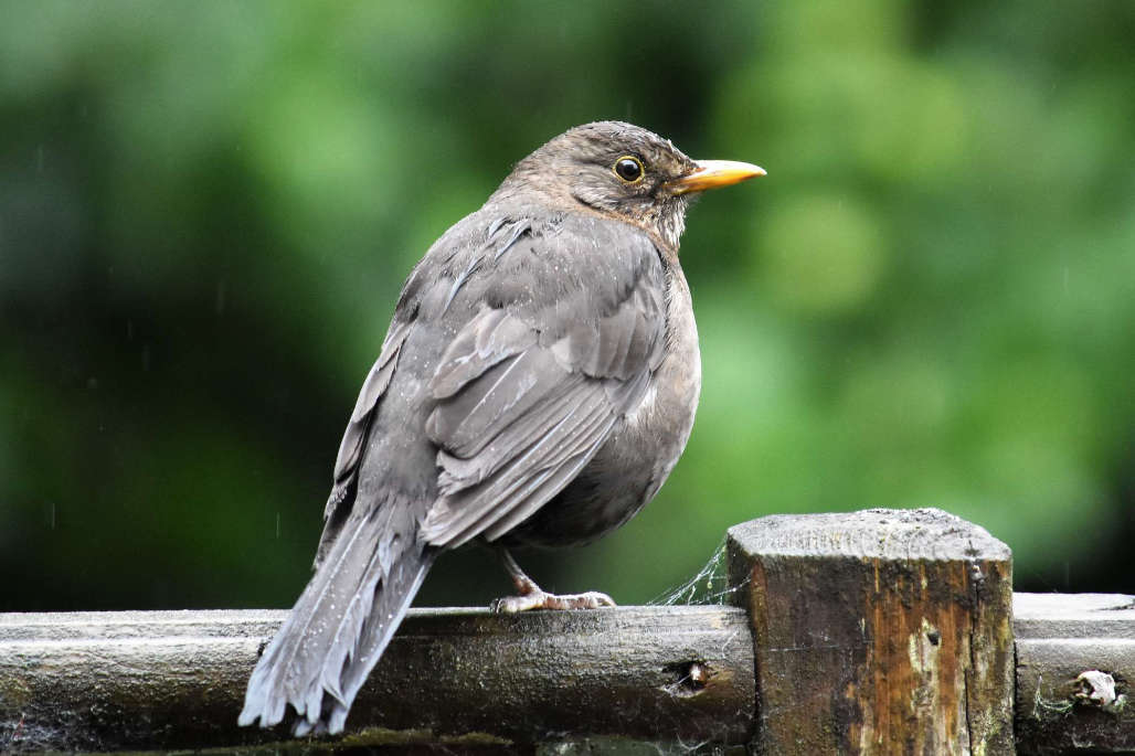 In tribute to the blackbird