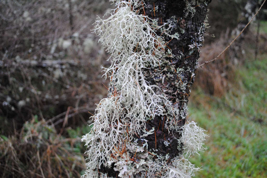The strange world of lichens