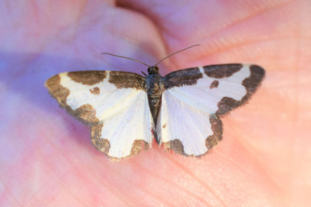 The magic of moths