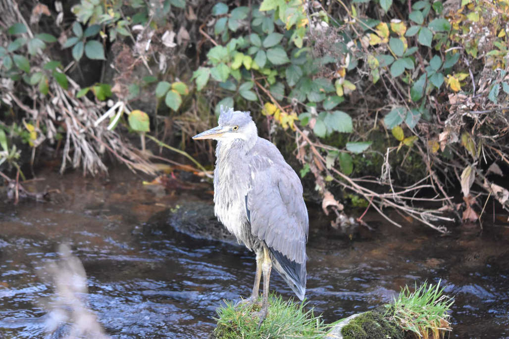 The guile of the heron