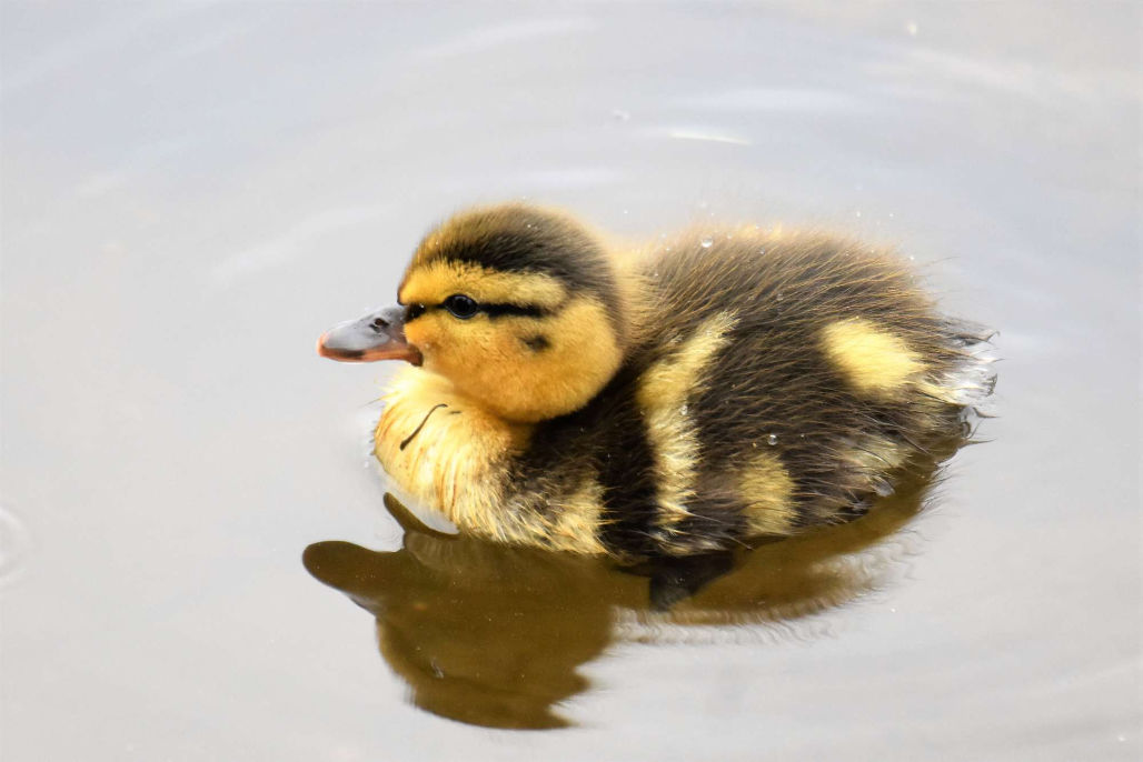 Mother care