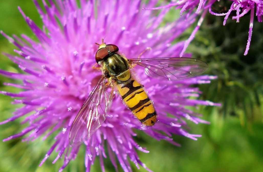 Hoverfly marvels