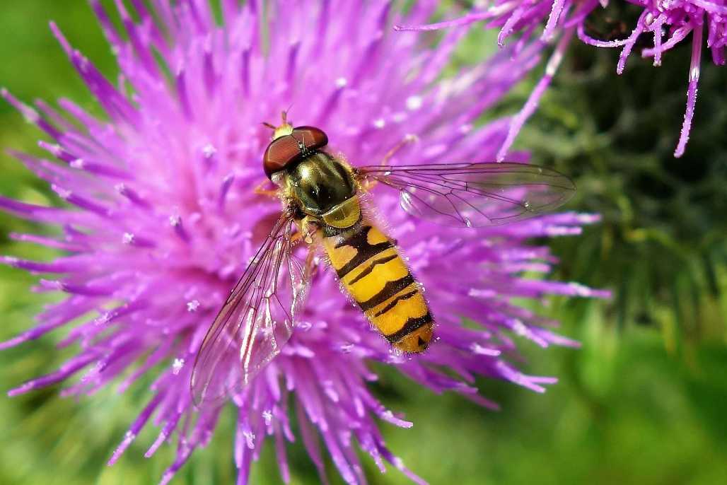 Hoverfly marvels