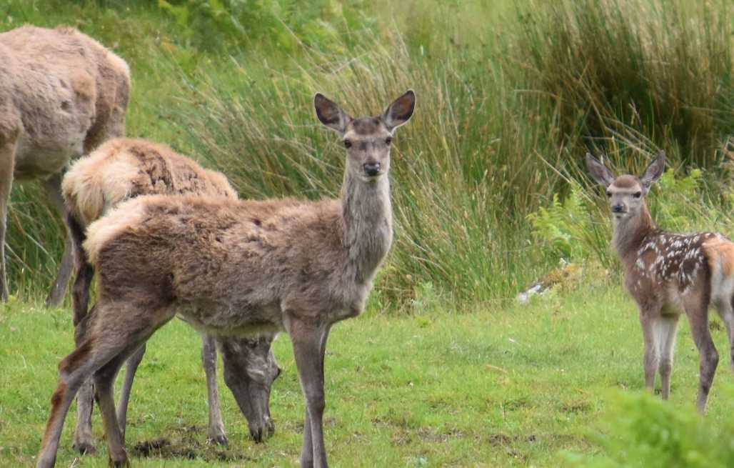 Roar of the stags