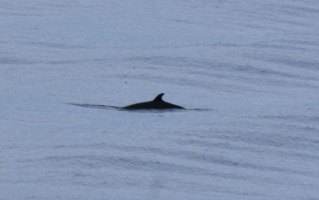 Scotland’s amazing cetaceans