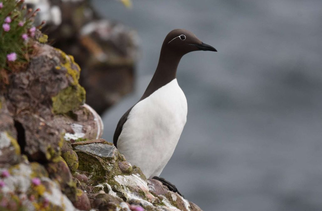 The plight of Scotland’s guillemots