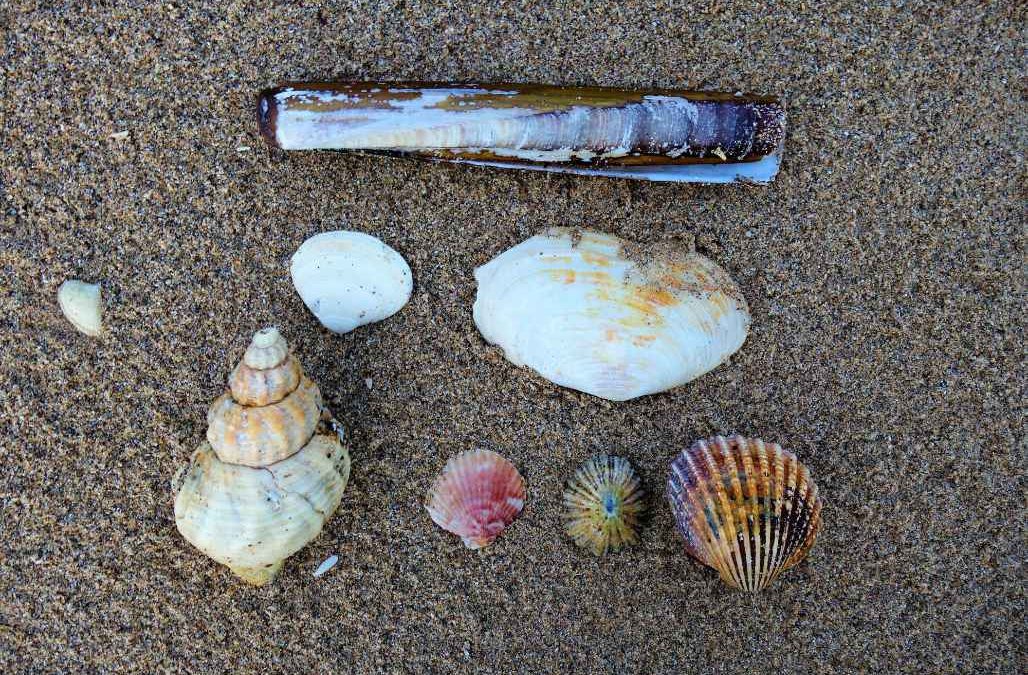 The fabulous marine riches of the Firth of Forth