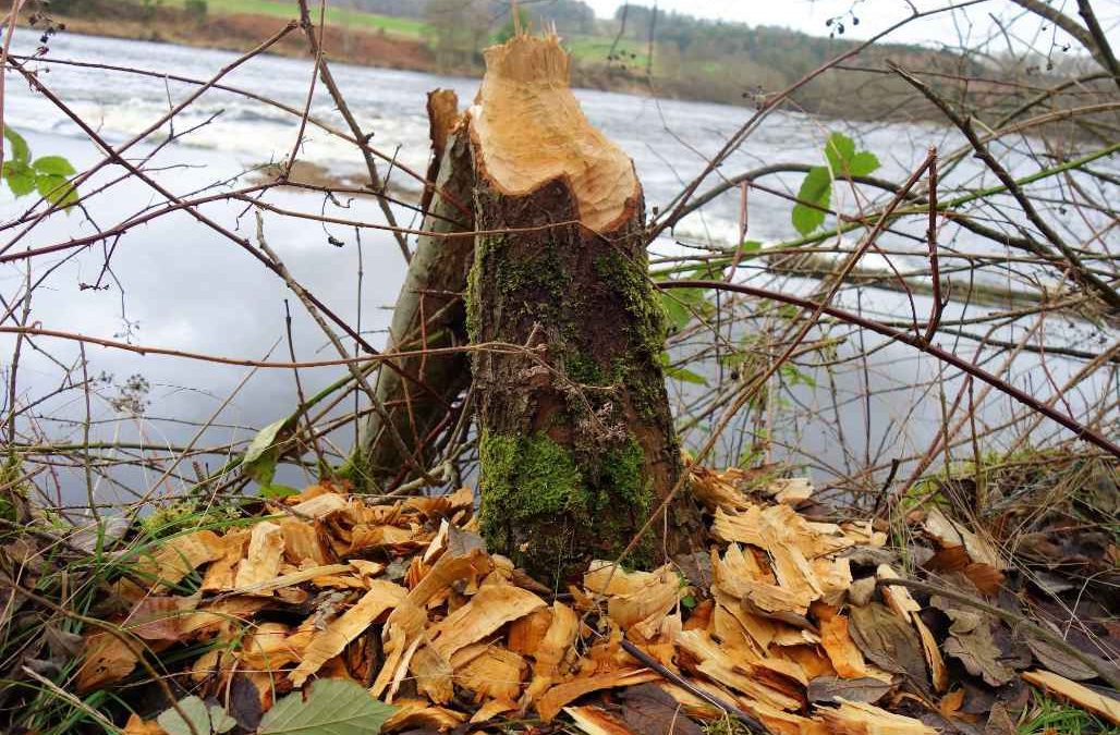 TheTay reveals its natural riches