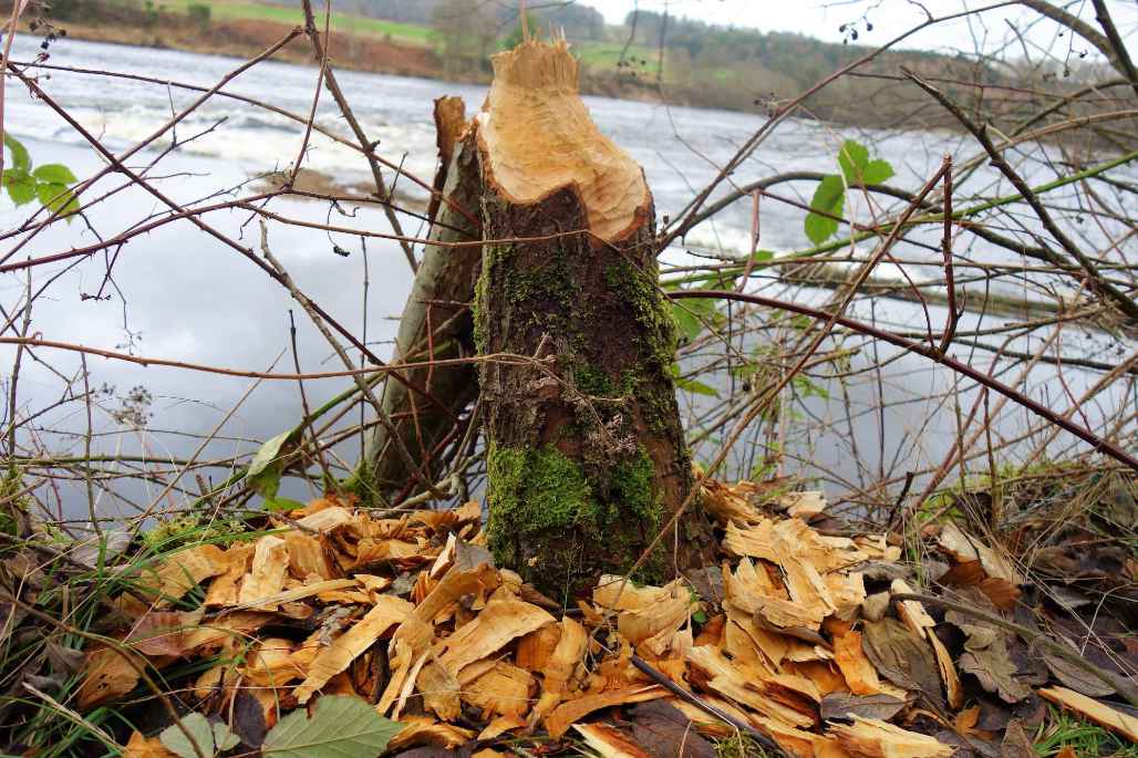 TheTay reveals its natural riches
