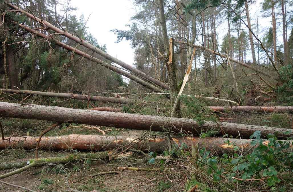 New life arises from storm damage