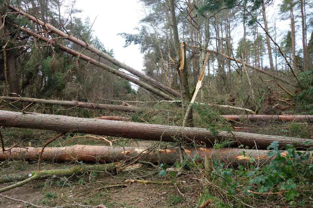 New life arises from storm damage
