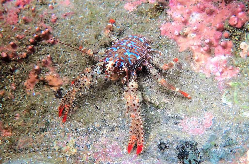 Marine heaven in Fife