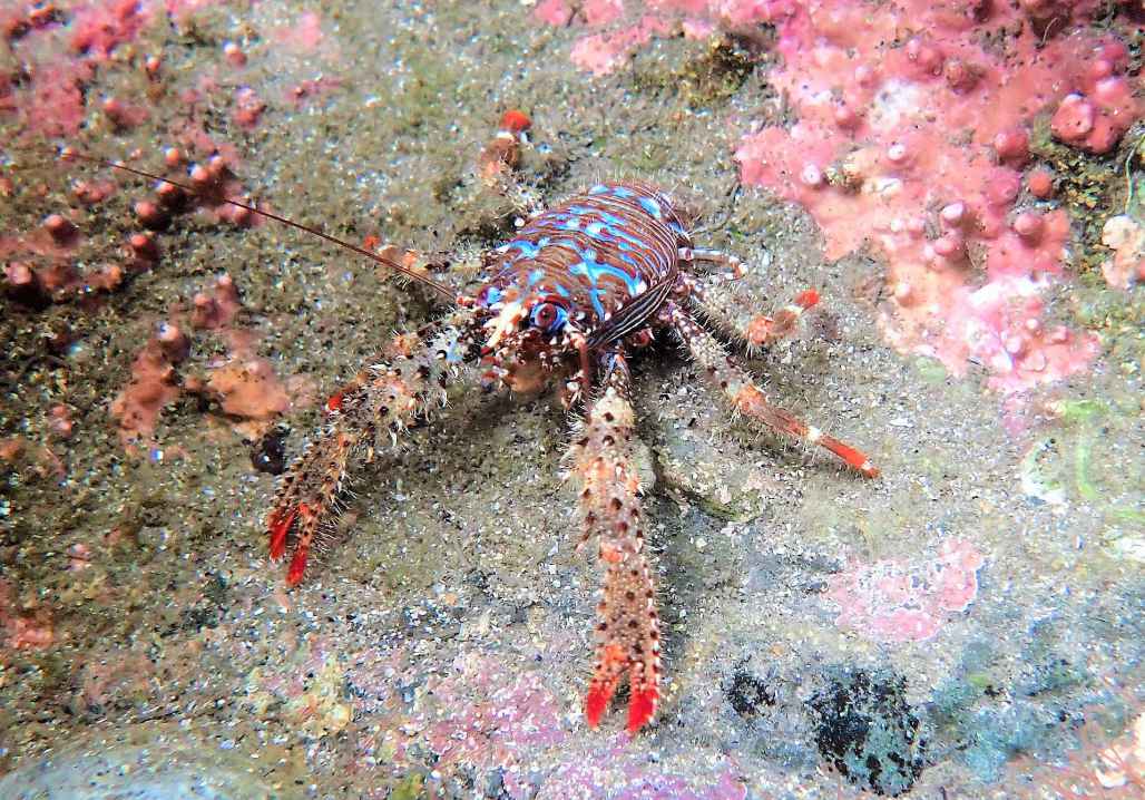 Marine heaven in Fife