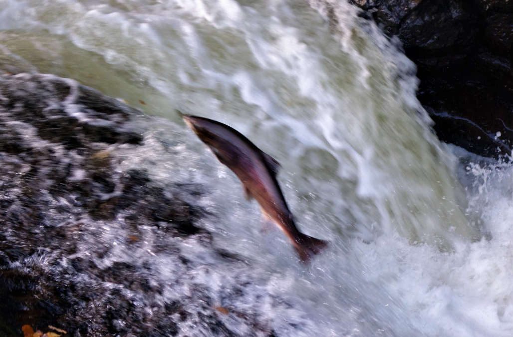 The miracle of salmon