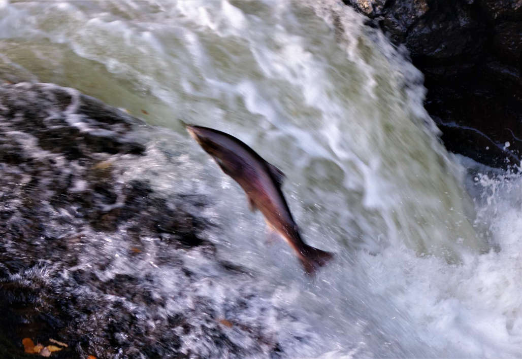 The miracle of salmon