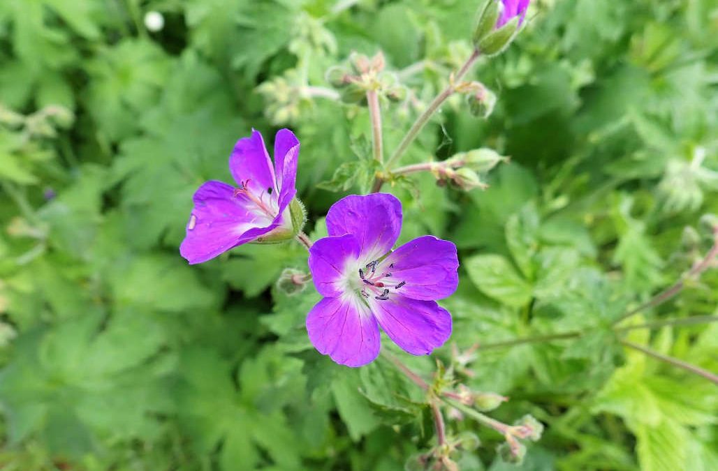 An extravaganza of wildflowers in the Trossachs