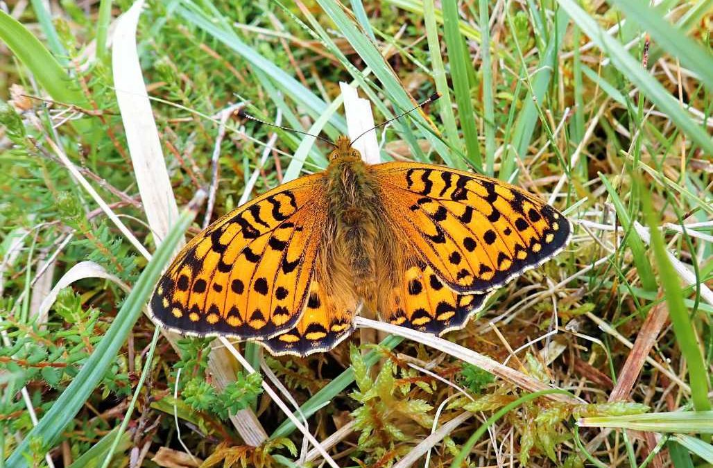 Fritillaries and fascinating fungi at Glenshee