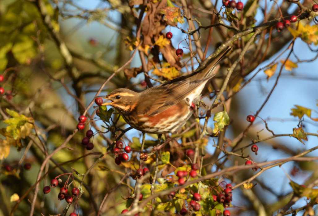 Glorious chatter of redwings in the gloaming