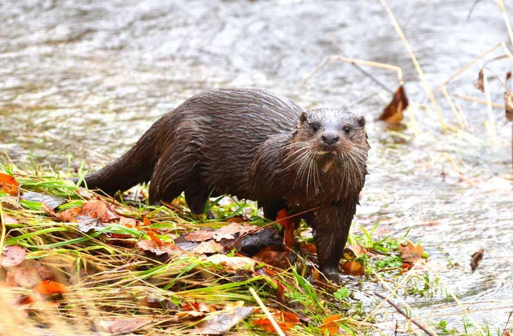 Otter17
