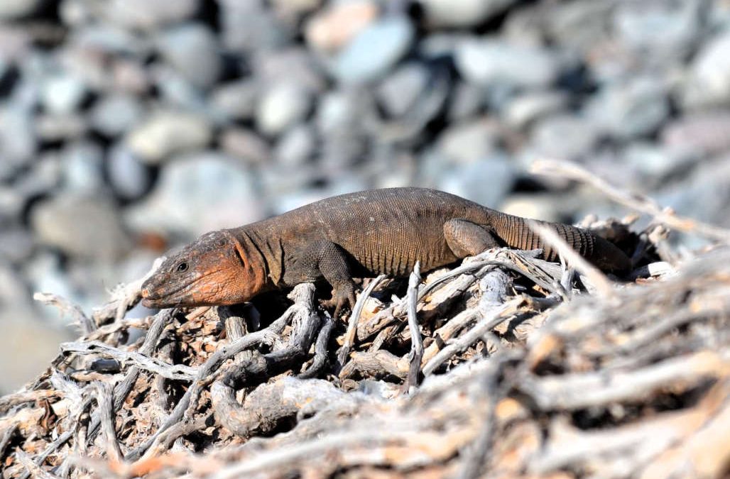 The-Gran-Canaria-giant-lizard