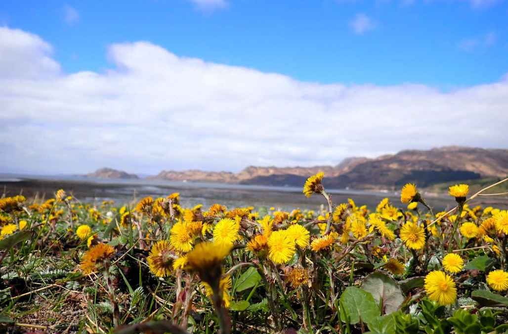 Colts-foot-at-Knoydart