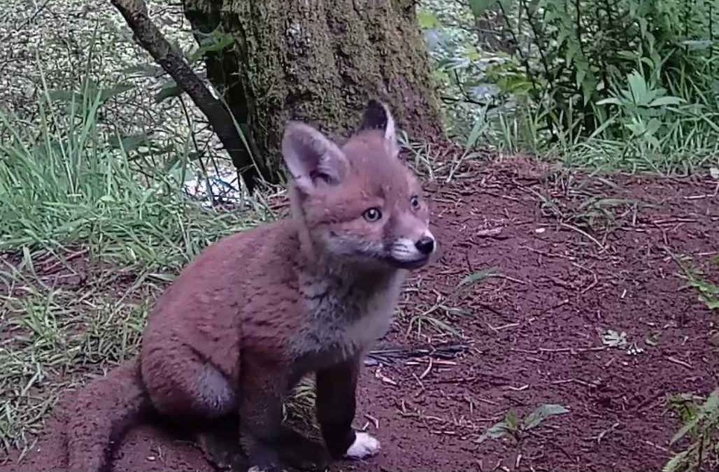 On the trail of the white-pawed fox