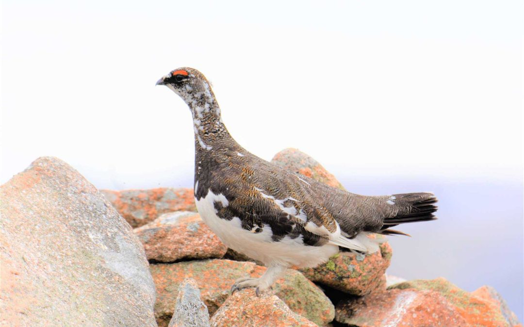 A-ptarmigan-Keith-found-on-a-previous-trip-to-the-Glenshee-mountains
