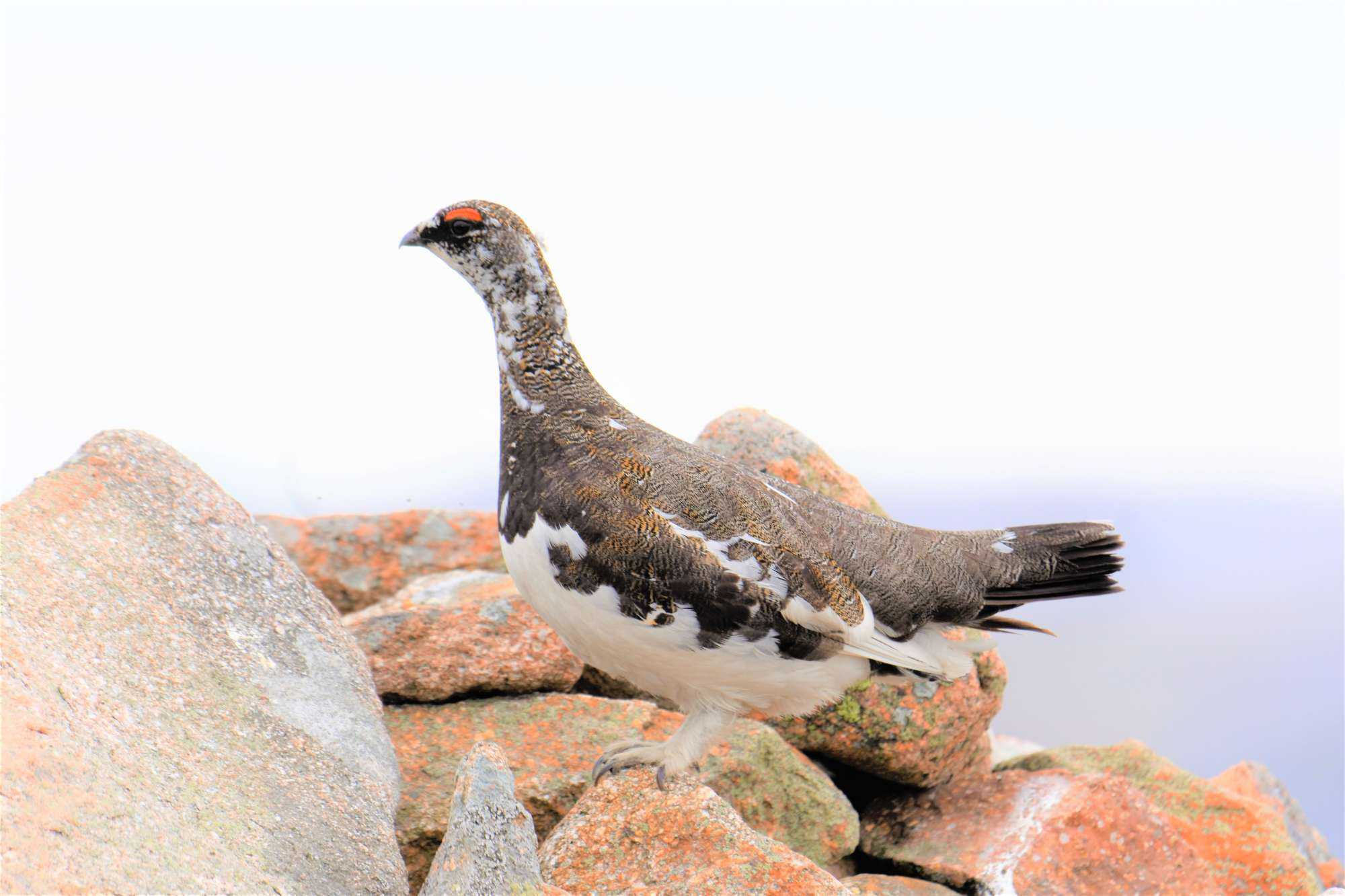 A-ptarmigan-Keith-found-on-a-previous-trip-to-the-Glenshee-mountains