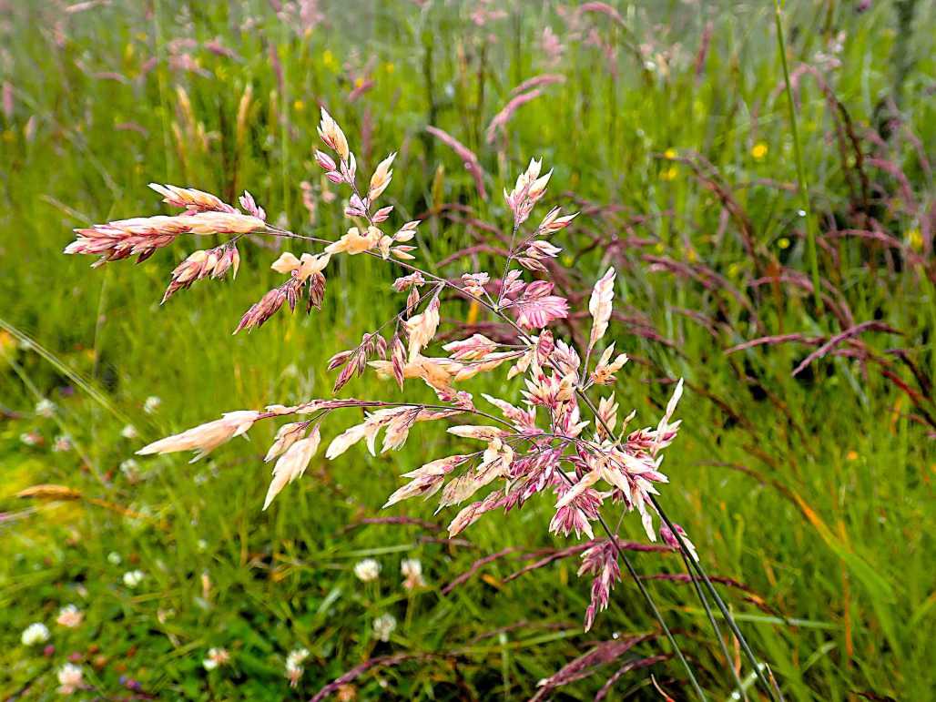 Grasses – delivering the air we breathe and the food we eat