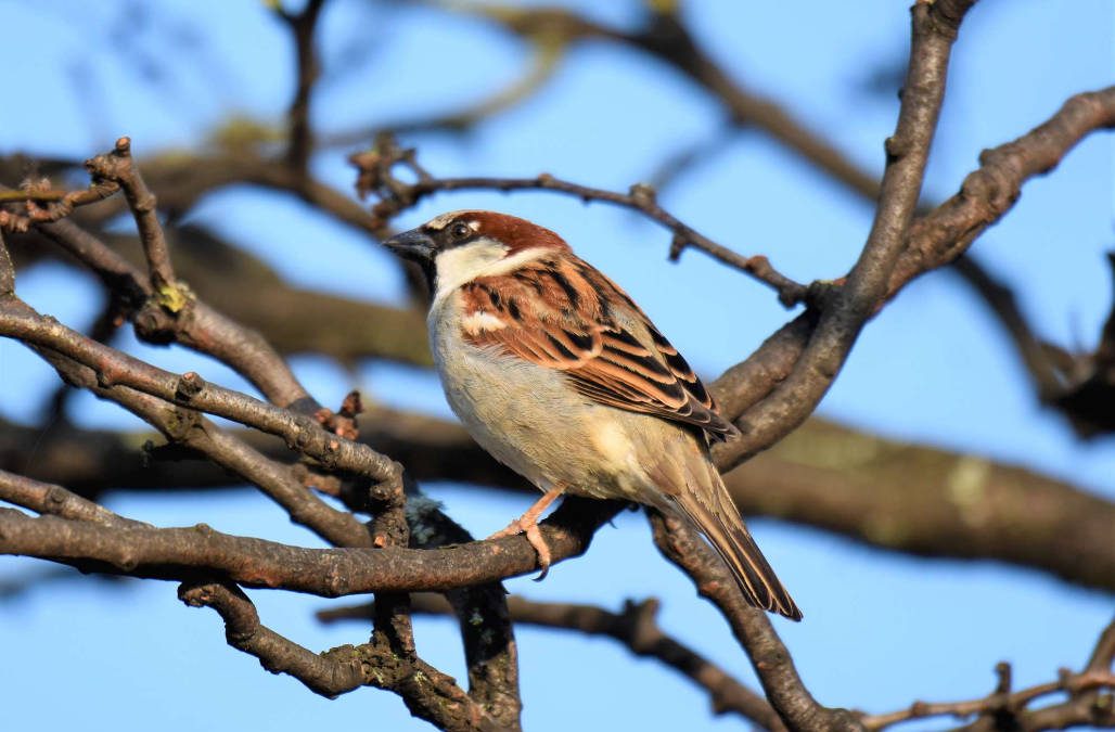 Housesparrow4