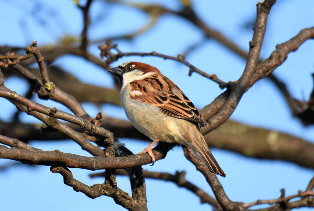 Housesparrow4