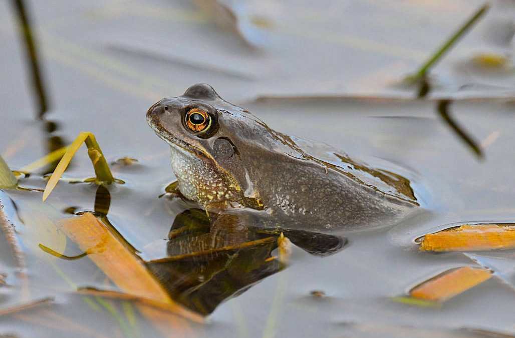 A-frog-at-the-pond