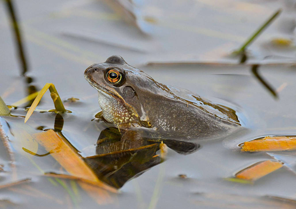 A-frog-at-the-pond