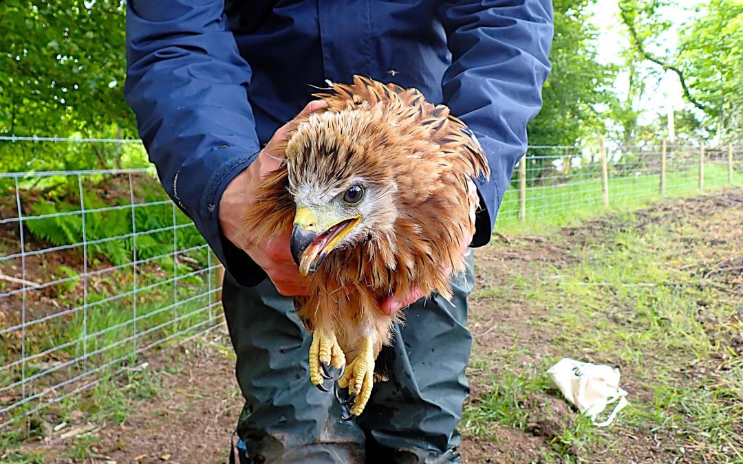 The return of the red kite