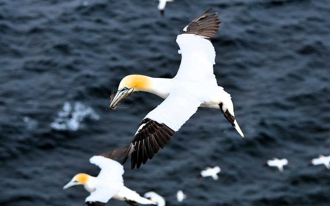 The hectic life of the gannet