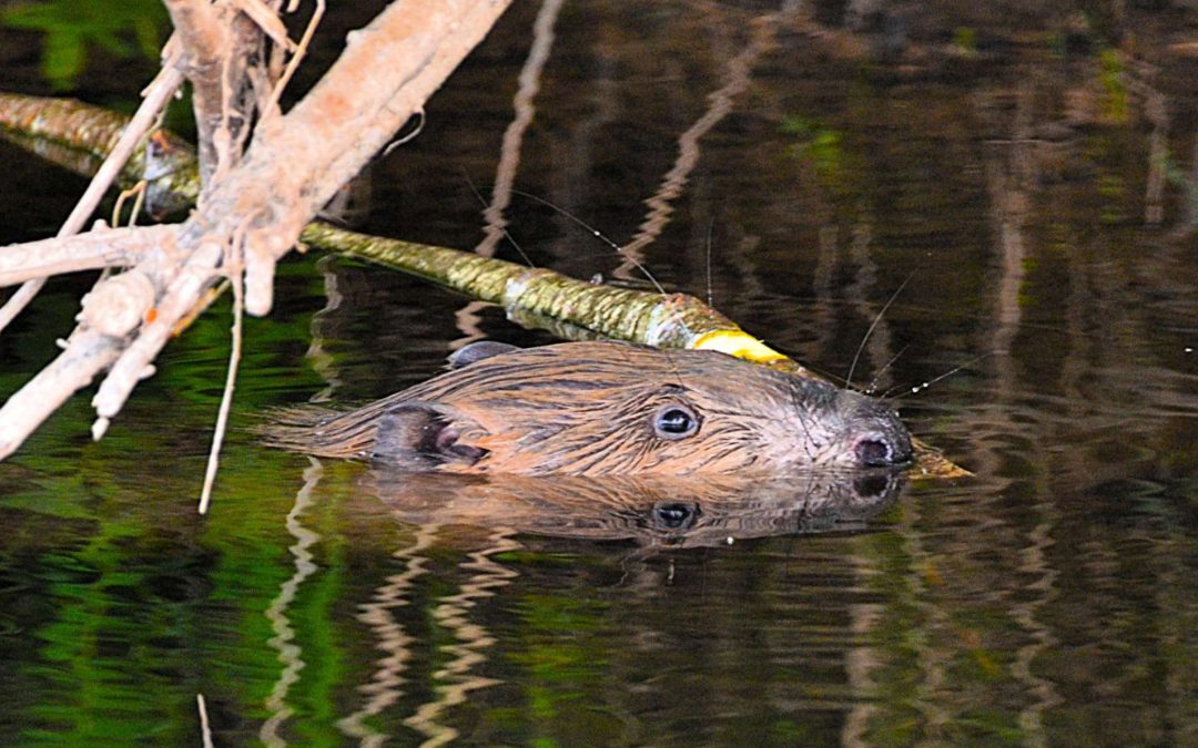 How beavers can boost biodiversity in Strathspey