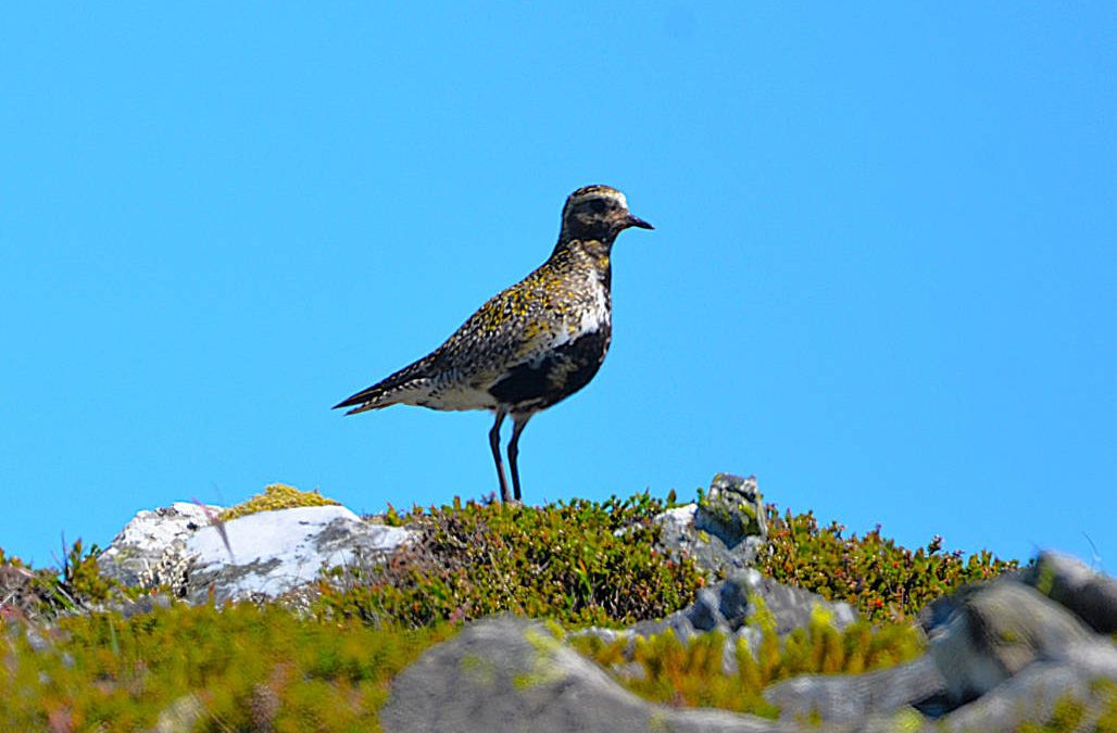 The haunting lament of the golden plover